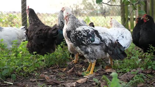 30. Chickens on a rural farm. Agriculture. Poultry breeding. Breeding chickens.
