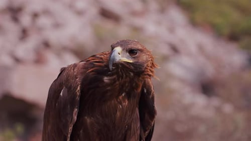 Golden Eagle Close Up in Mountains