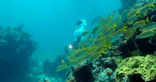 Yellowtail snappers in a school with a underwater photographer in the background