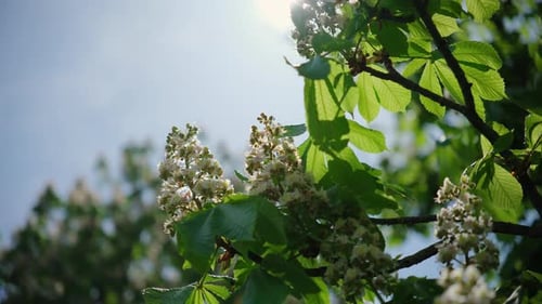 Wide View of Flowering Chestnut Tree with Green Foliage in the Sunny Spring