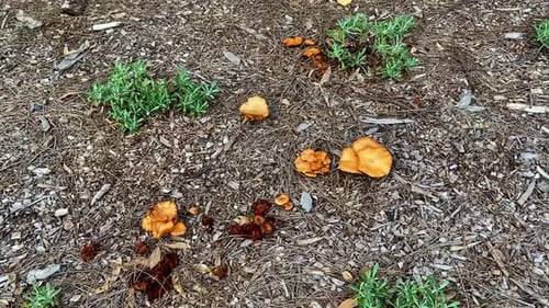Slow tilting up of wild orange color mushrooms fungi in the park.