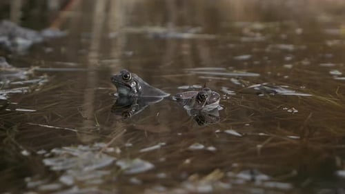 Frogs Sitting Peacefully in Marshy Rural Pool