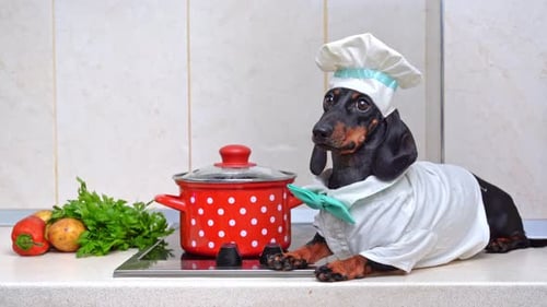 Dachshund Dog Dressed as a Chef in Kitchen