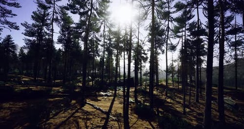 Sunlight Filters Through Dense Trees in a Serene Forest Landscape