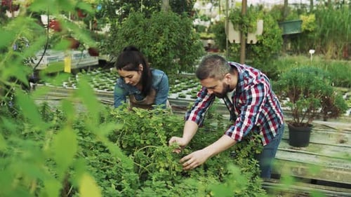 Couple tending to plants in greenhouse nursery