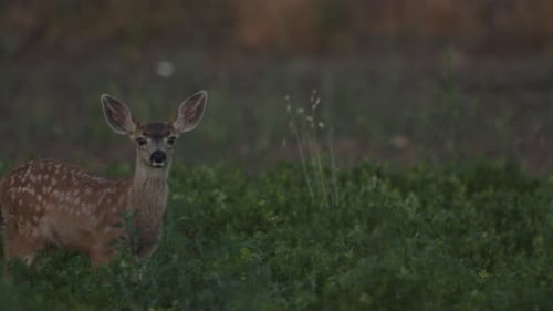 Fawn and Doe Deer looking into camera in green farming field