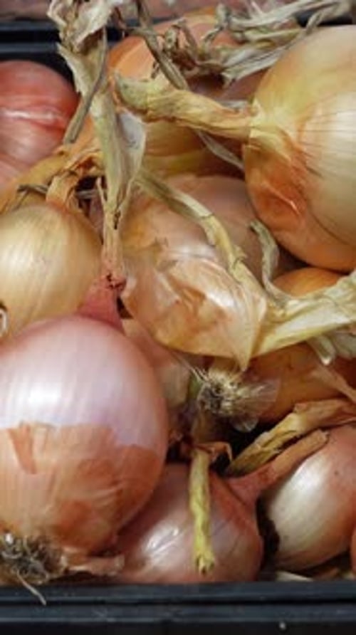 Vertical Video of Onions
