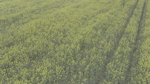 Blühendes Rapsfeld an einem sonnigen Tag im Flug über atemberaubende gelbe Rapsfelder im Frühlingsgemüse
