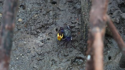Vibrant Fiddler Crab Feeding in Muddy Wetland