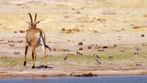 Roan Antelope near Lake, Africa