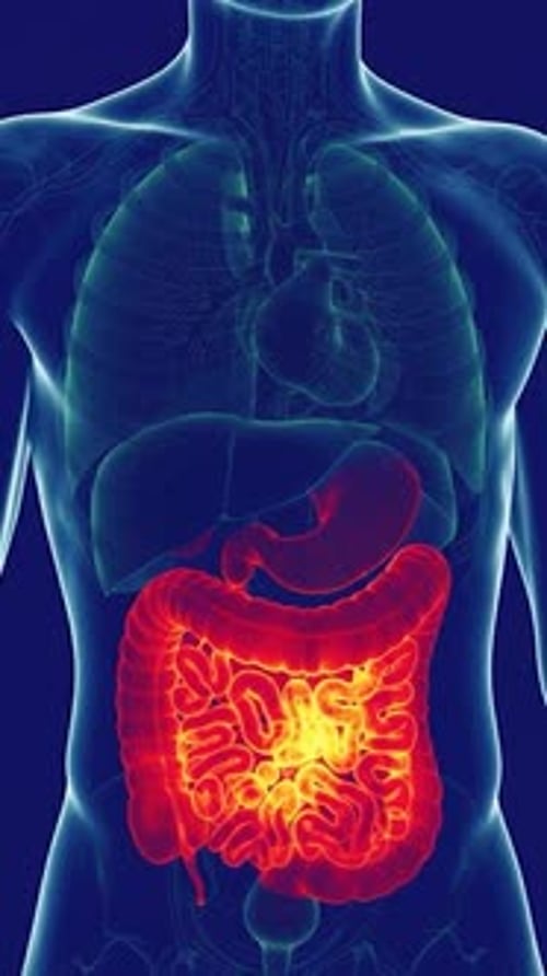 Animated Human Digestive System with Glowing Organs