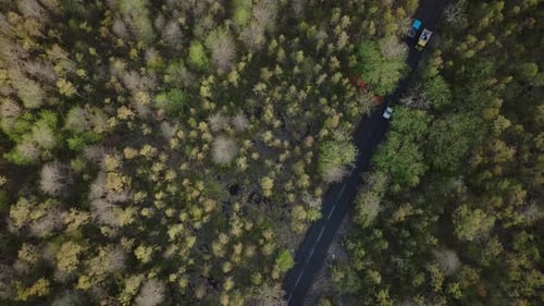 Straße im Wald mit vorbeifahrenden Fahrzeugen