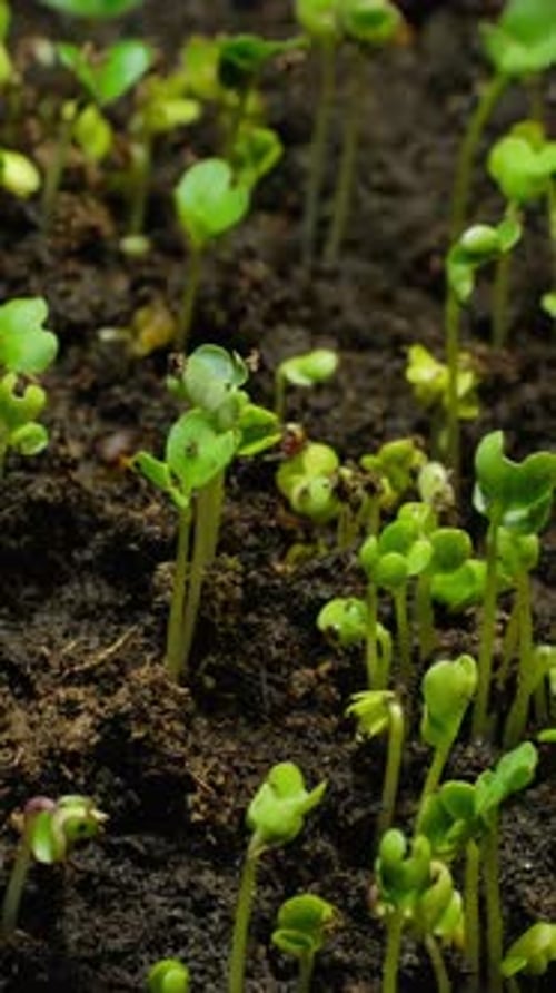 Green Sprouts Emerge and Grow in Time Lapse
