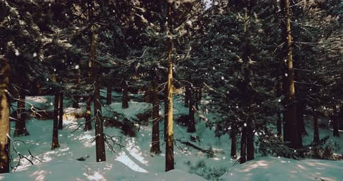 Snow Covered Forest with Sunlight Filtering Through Trees on a Winter Day