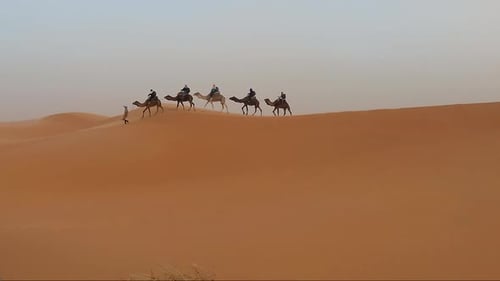 Chameau marchant dans le désert en groupe de touristes.