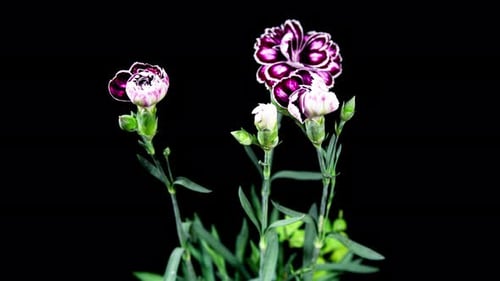Purple Carnation Flower Blooming close-up in Time Lapse on a Black Background. Ornamental Garden