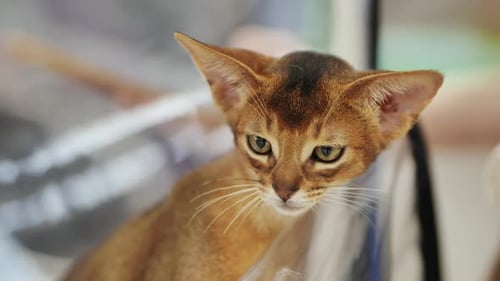 Abyssinian Kitten Looking Down in a Blurry Background
