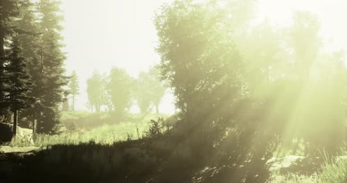 Sunlight Filtering Through Trees in a Serene Forest During Early Morning