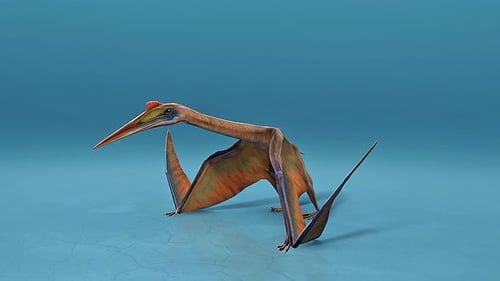 Detailed 3D Pteranodon Anatomy Educational Animation