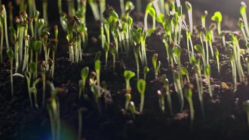 Close up of fresh green sprouts growing in soil