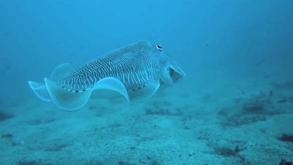 Pan around an adult cuttlefish as it patrols the sand around a pinnacle ...
