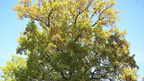 Beautiful Autumn Tree with Falling Leaves on Sunny Day