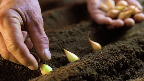 Hands Planting Seeds Carefully in Rich Soil