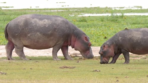 Hippo grazing on the green grass at edge of water in Africa