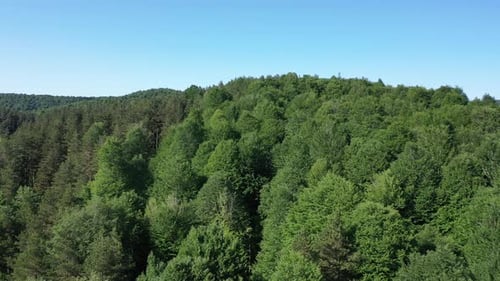 Dark Forest