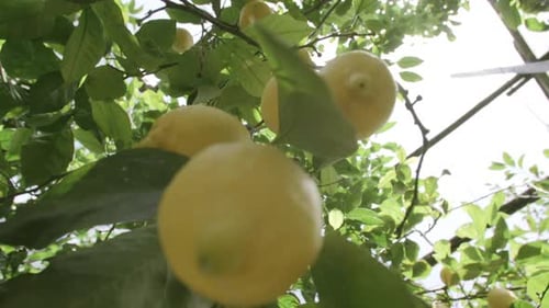 Slow motion footage of lemons hanging on tree in the sunlight on the coast of Italy.