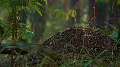 Gefährlicher Ameisenhaufen im Frühling Grünes Gras in Waldwäldern im Freien. Nahaufnahme