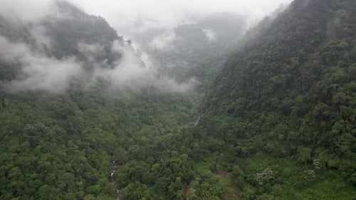 Brouillard dans la forêt