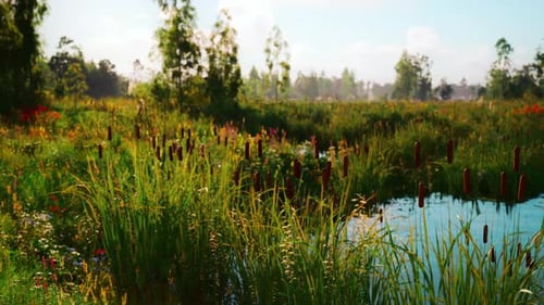 Lush Green Marshland Landscape with Reeds and Water Panoramic View