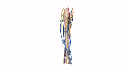 3D Animation of Human Shin Anatomy with Rotating Bones and Vessels