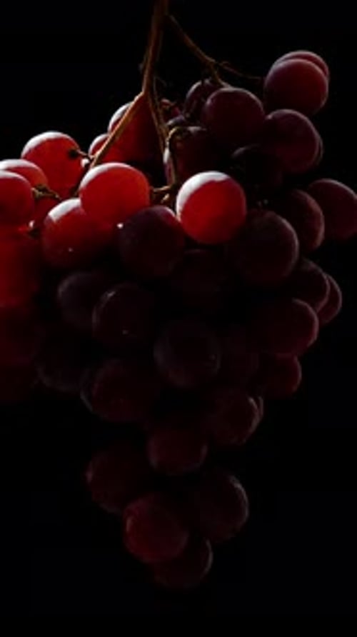 Vertical video. On a Black Background, a Sunbeam Illuminates the Edge of a Grapevine with Red Berrie