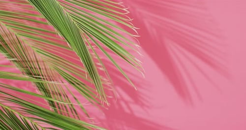 Green palm leaves and shadow on pink background with copy space