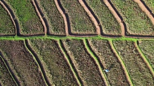 Top view from drone of green rice terrace field with shape and pattern
