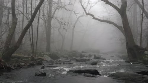 A river in the forest on a very foggy morning with trees leaning over the river.