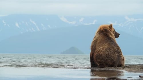 Brown Bear scouting for Salmon fish in a river stream at Kamchatka, Russian federation