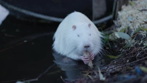 Una nutria se come un trozo de pan