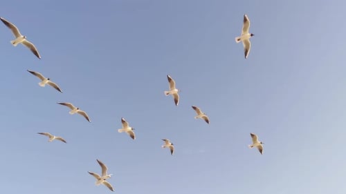 Seagulls Flying in a Sunny Blue Sky