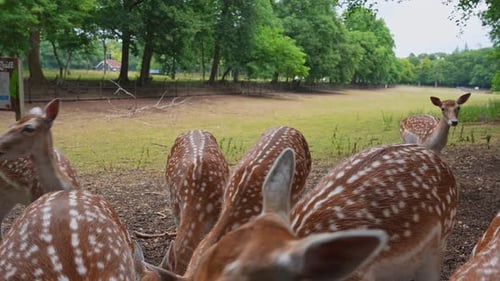 Fleckhirsche interagieren in einem bewaldeten Zoogehege in Utrecht
