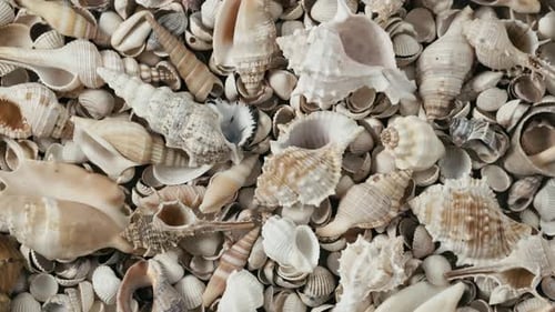 Background of shells rotating. Seashell lie on the beach rotate