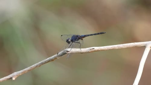 Dragonfly UHD 4k mp4 .