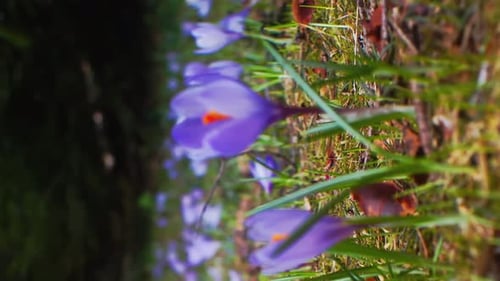 Vertical video close-up of snowdrops with beautiful bokeh