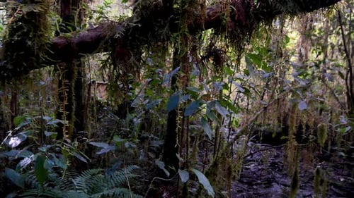 Pov walk through deep dense mystic jungle with different plants and trees in wilderness. Sunlight in