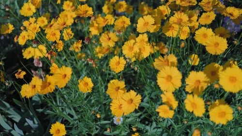 Top view of beautiful yellow daisies and green leaves. Flowers and leaves sway in the wind.