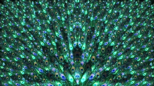 Shimmering Iridescent Peacock Feather Looping Background