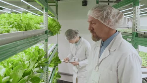 Farm Workers Examining Indoor Lettuce Plants