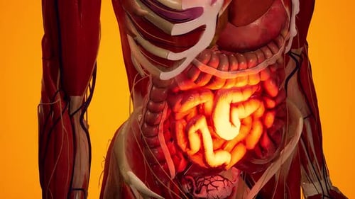 Human Body with Glowing Intestines Medical Animation